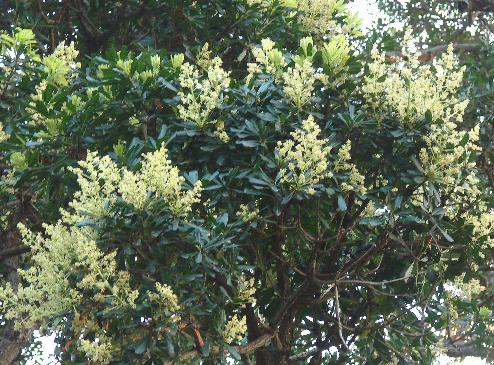 Sri Lankan Wild Mango